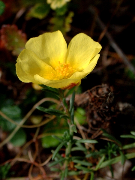 Fumana procumbens / Fumana comune